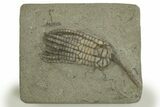 Fossil Crinoid (Sarocrinus) - Crawfordsville, Indiana #310190-1